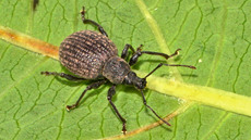 Kompakter Dickmaulrüssler (11).jpg